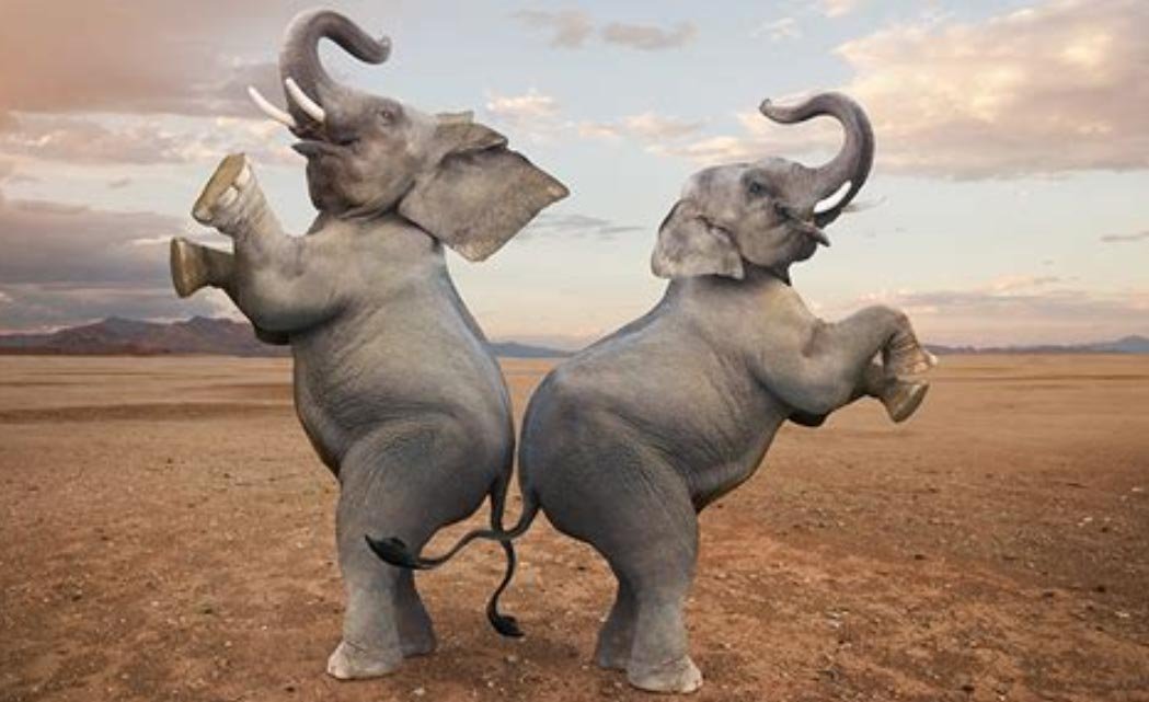 olifant moppen