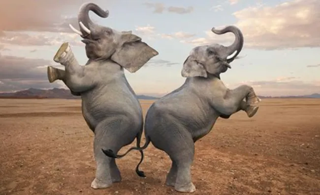 moppen olifanten olifant moppen